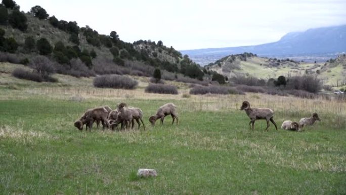大角羊 (公羊) 在众神花园的草地上放牧