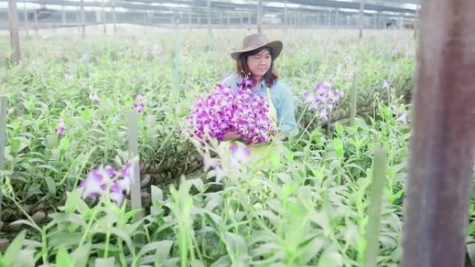 亚洲女农民走过兰花农场的田野，收获或检查质量控制，农业或农产工业的概念。
