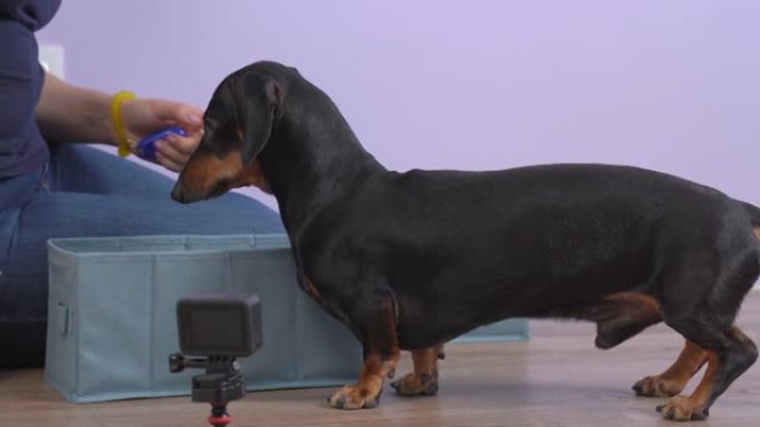 handler用clicker教授腊肠犬的新技巧，并将其视为积极的强化狗训练的形式，但pet并没有立