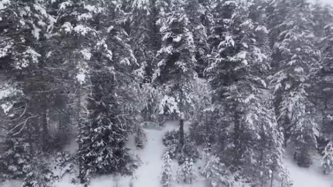 冬天在白雪覆盖的松树林地上空飞行。在山里滑雪度假。