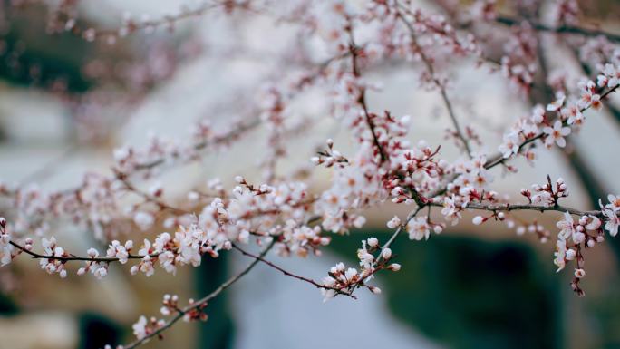 一枝含苞待放的桃花-唯美意境