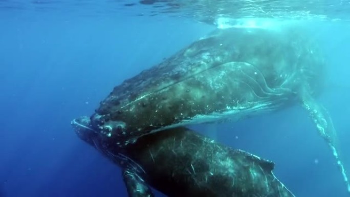 在海洋中与母亲在水下的幼小鲸的温柔拥抱。