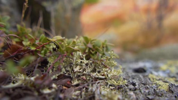 山里生长的苔藓质地优美。苔原的植被，秋天。北方的自然，山脉的自然