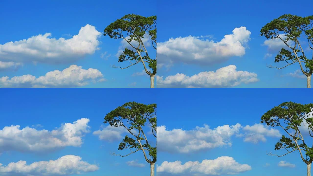 纯蓝的天空白云移回高树时光流逝