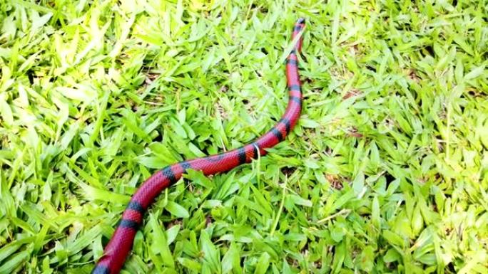 Lamprobeltis triangulum，俗称乳蛇或乳蛇，是金蛇的一种
