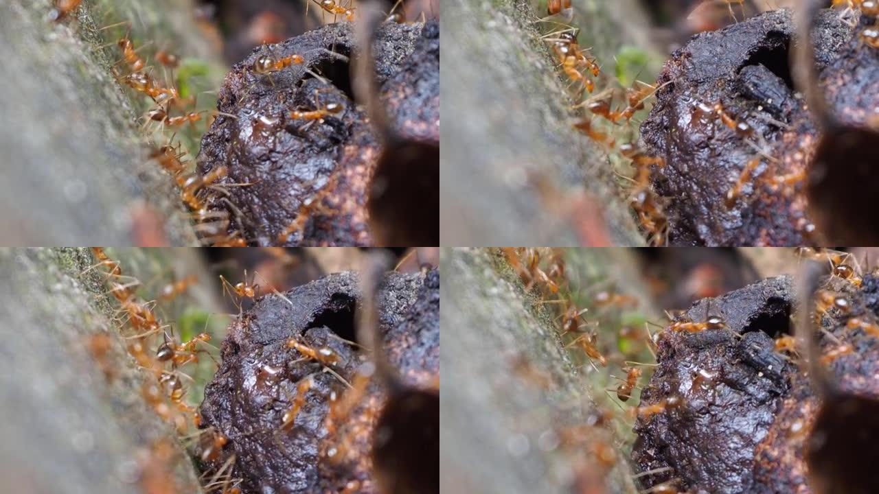 红蚂蚁带着苔藓走在石头上