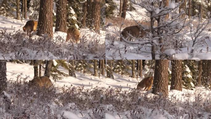 白俄罗斯冬季森林的两只狼和野兔