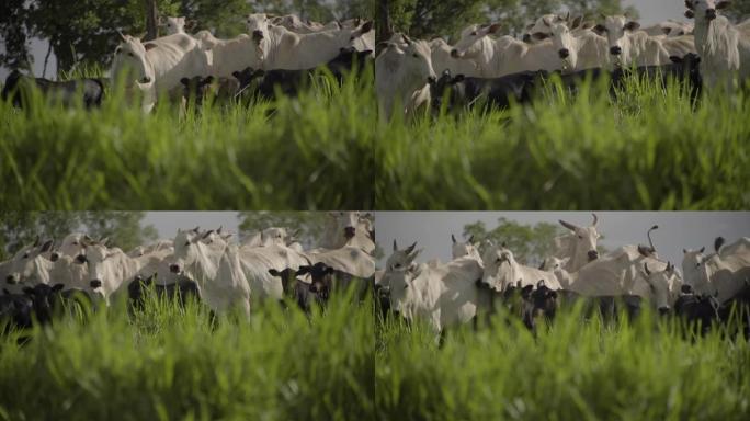 在草地上奔跑的Nelore奶牛