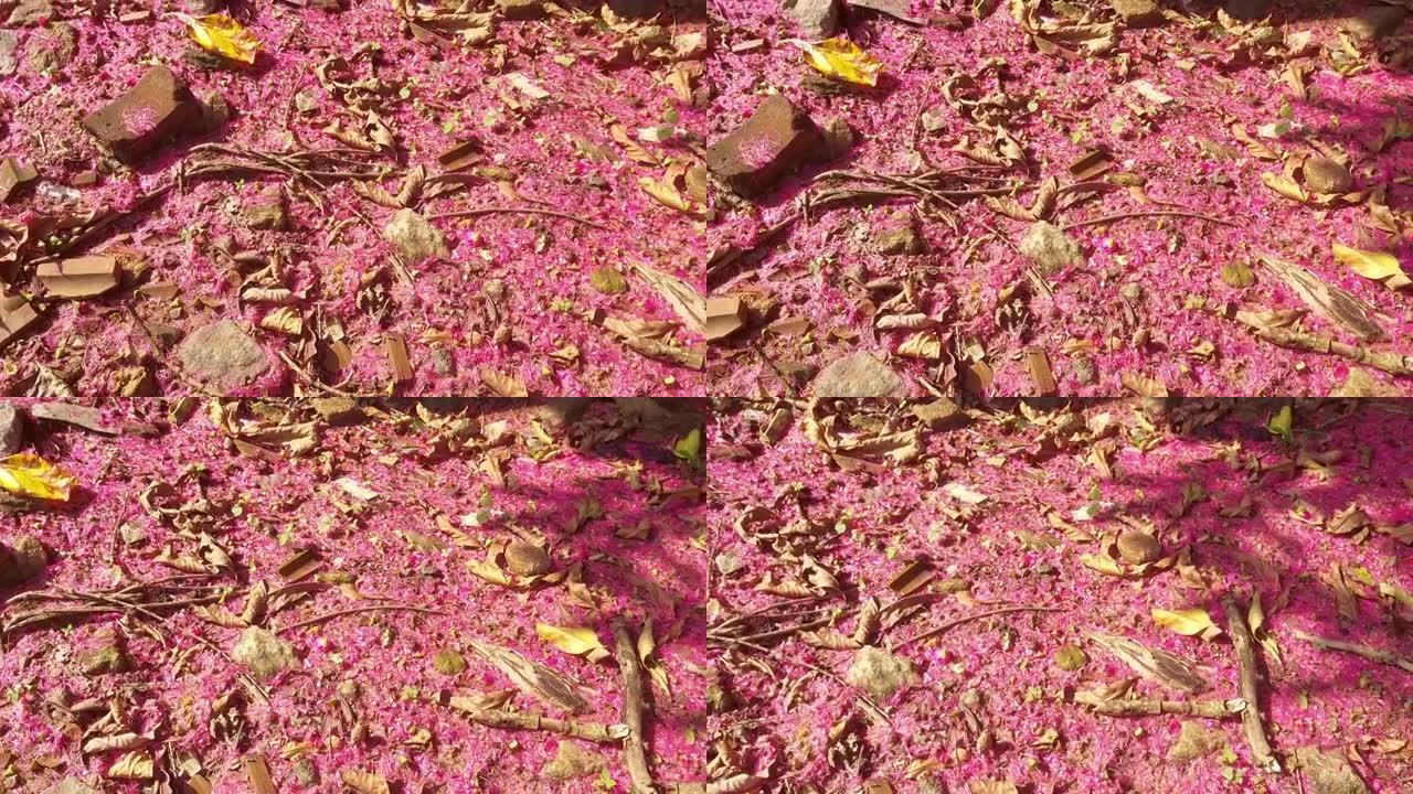 倒下的蒲桃花在地板上，蒲桃有几个共同的名字，反映了它作为花园，果树或入侵者出现的大量区域。中的名称