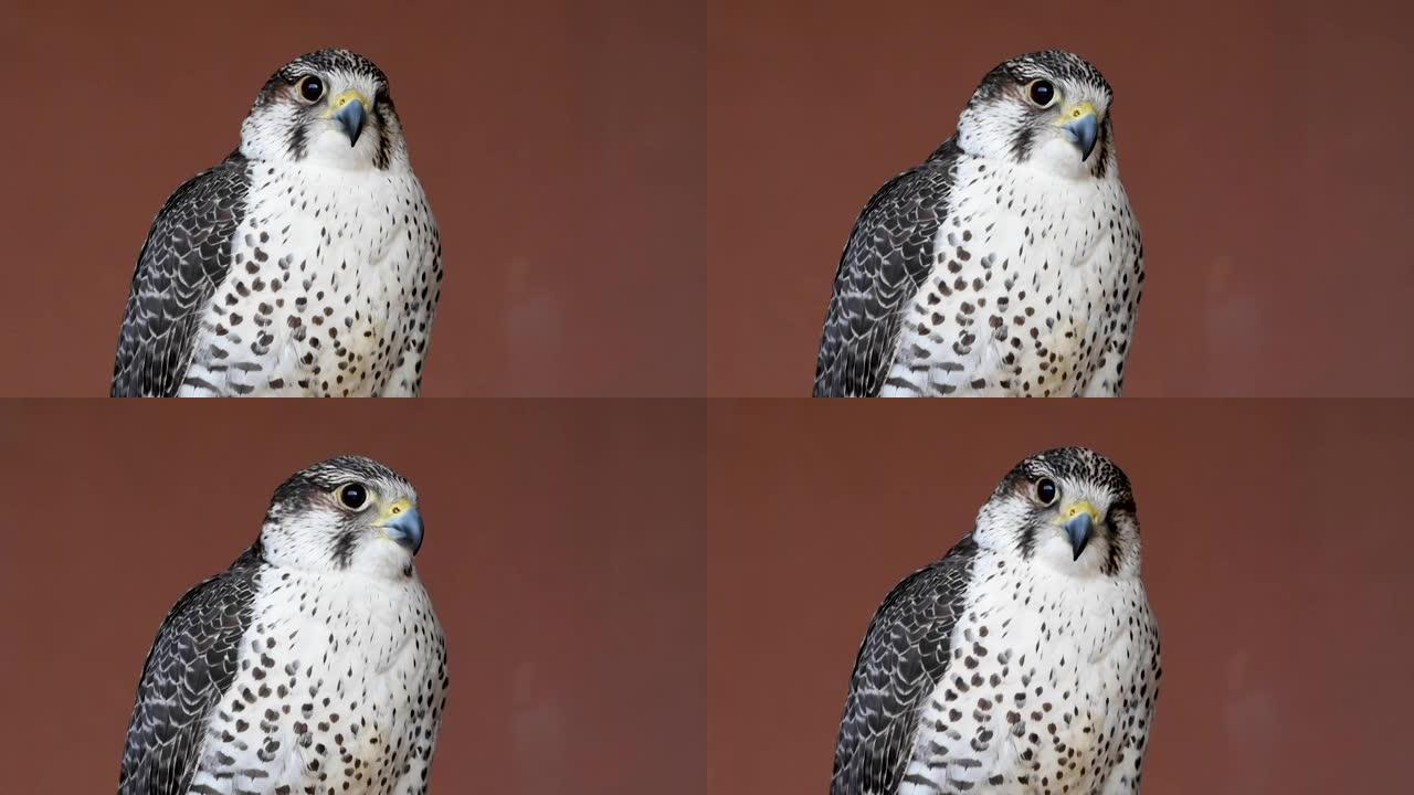 “Saker (Saqr) 猎鹰 (Falco cherrug) 混合混合头非常近距离地射击。猎鹰或