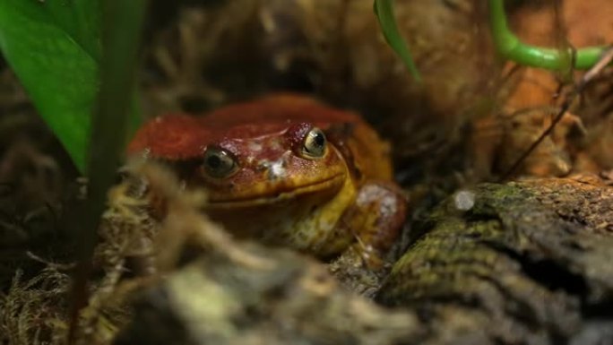 桑巴瓦番茄青蛙坐在丛林中