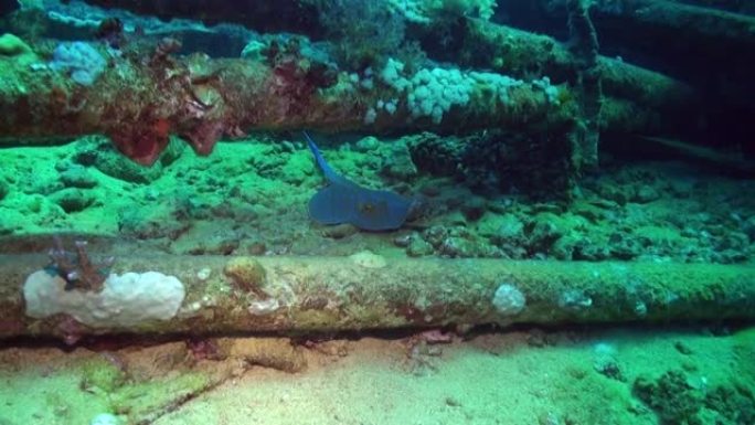 在红海蓝色背景下的珊瑚礁阿布努哈水下沉船。