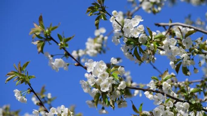 漂亮的白杏春花枝微距摄影自然觉醒4k视频