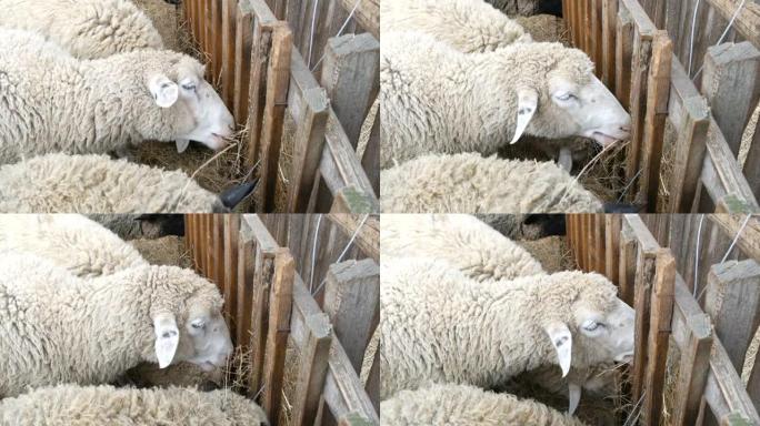 一小群不穿衣服的白羊在村子里的一个农场里吃干草。黑色和白色枪口的有趣绵羊