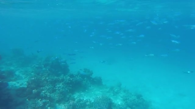 红海中色彩鲜艳的鱼类和活体珊瑚礁的水下生活