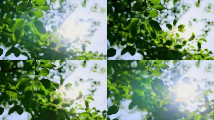 阳光下的新鲜绿树树林宜居环保光线充足