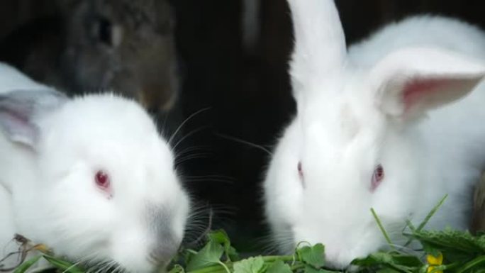 一群白兔，美丽的兔子