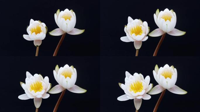黑色背景上隔离的两朵盛开的白色睡莲花从芽到全花的4k延时镜头，特写b卷镜头侧视图。
