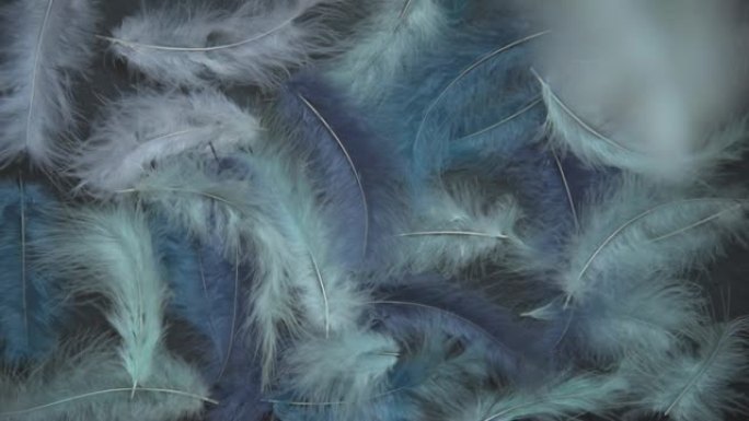 精致蓝色阴影的羽毛。背景，纹理。抽象时尚的背景。光滑的线条和羽毛质地，向下。羽毛被微风吹走。黑色背景