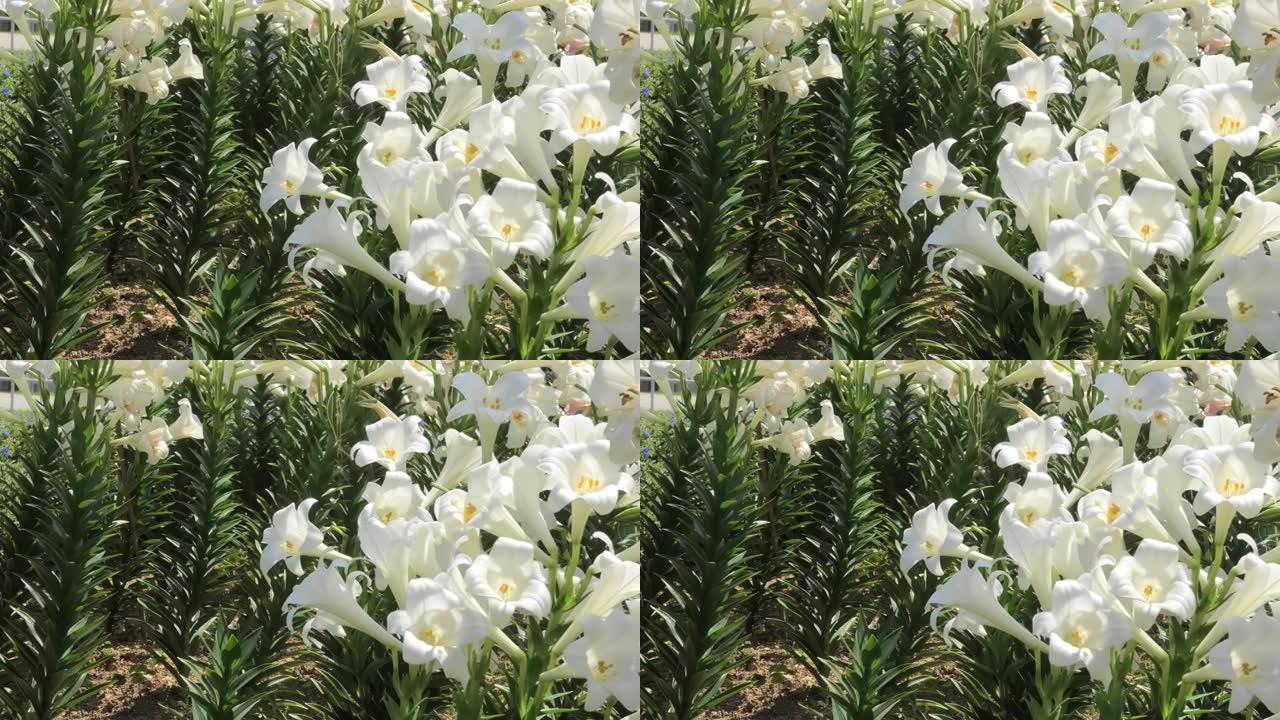 冲绳那霸市大石公园盛开的百合花