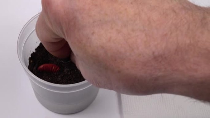 种植发芽的深红色豆种子