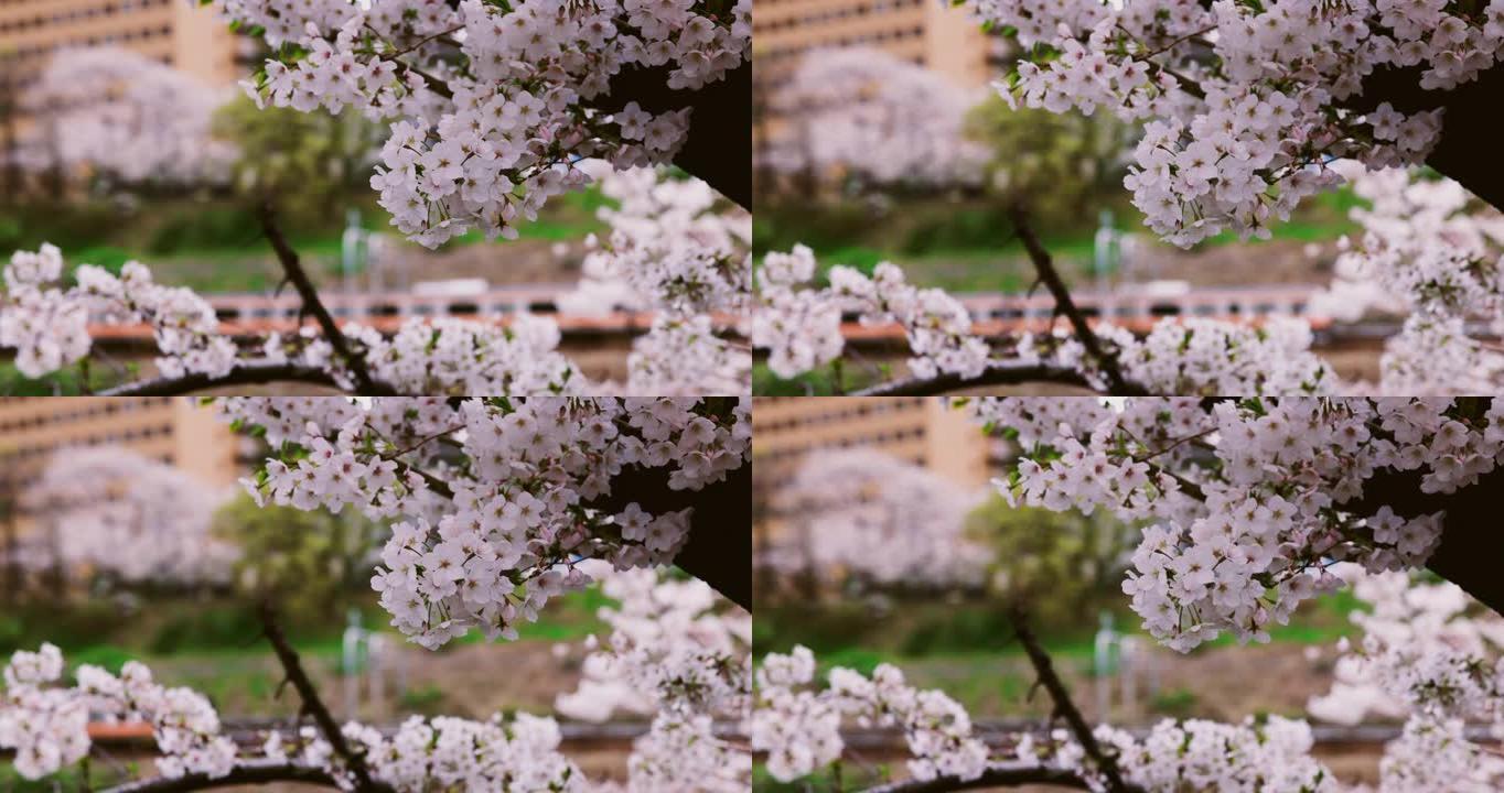 公园里的樱花高速