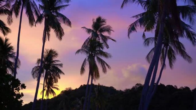 美丽的柔和多彩的日落热带天空椰树剪影热带天堂