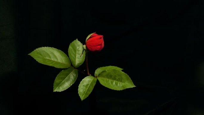 美丽的开口红玫瑰孤立在黑色背景上。