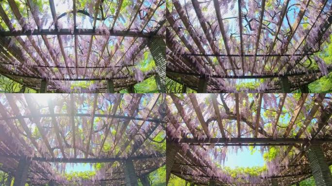 美丽日落中的紫藤凉棚隧道、花隧道、春天的P.O.V镜头