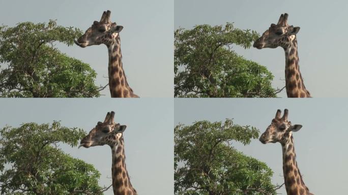 长颈鹿用长舌头清洁鼻孔