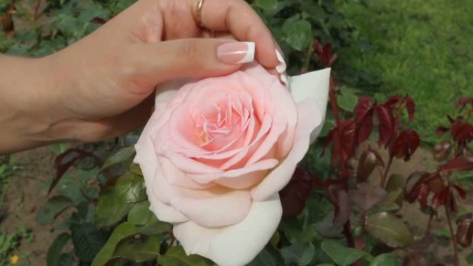 手触摸粉色精致玫瑰。