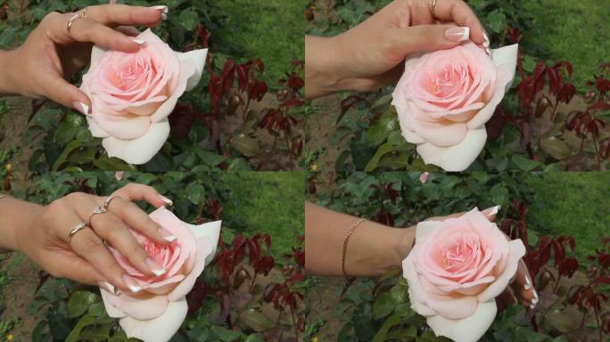 手触摸粉色精致玫瑰。