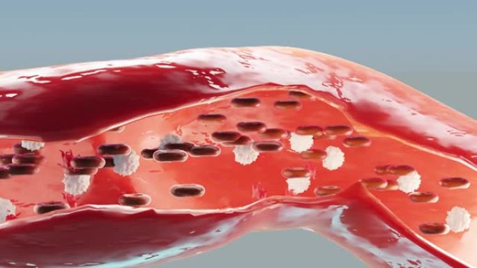 从横动脉看，红细胞在动脉内流动。健康的血液流动。科学的医学概念。转移血液中重要元素保护身体，3d动画