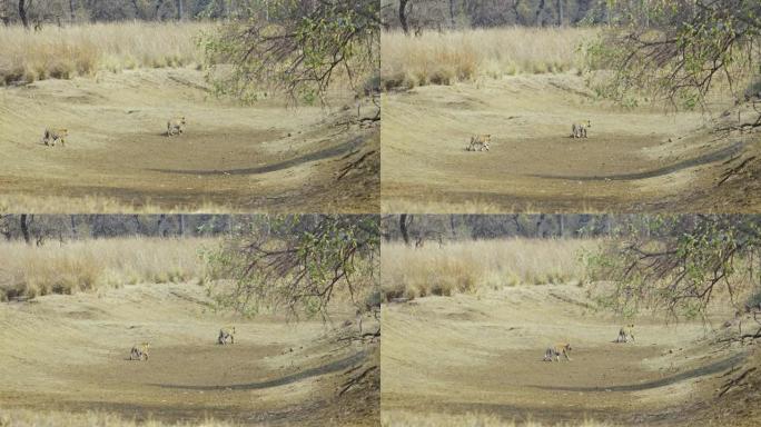 在塔多巴和哈里老虎保护区慢动作行走的老虎幼崽