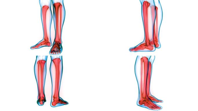 人体骨骼系统腿骨关节解剖动画概念