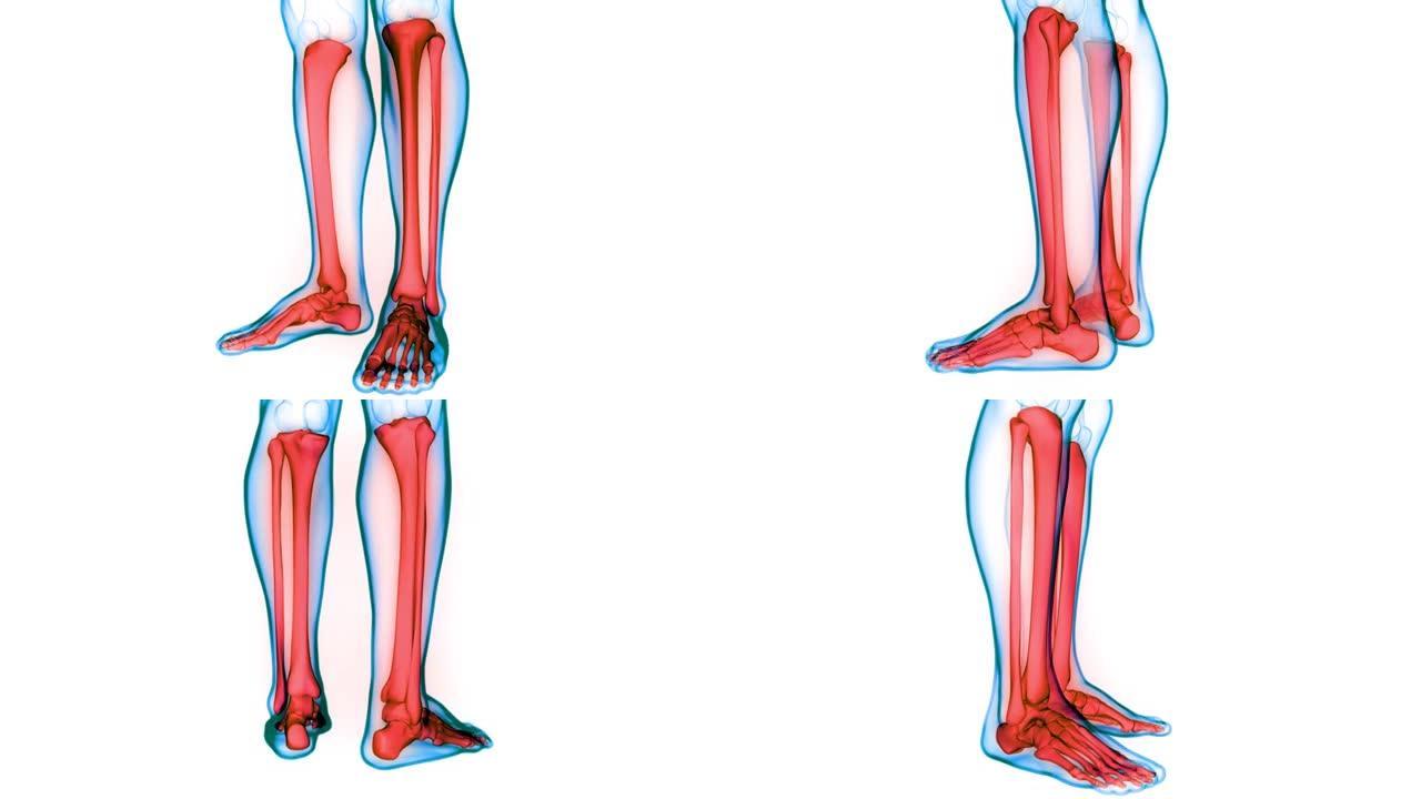 人体骨骼系统腿骨关节解剖动画概念