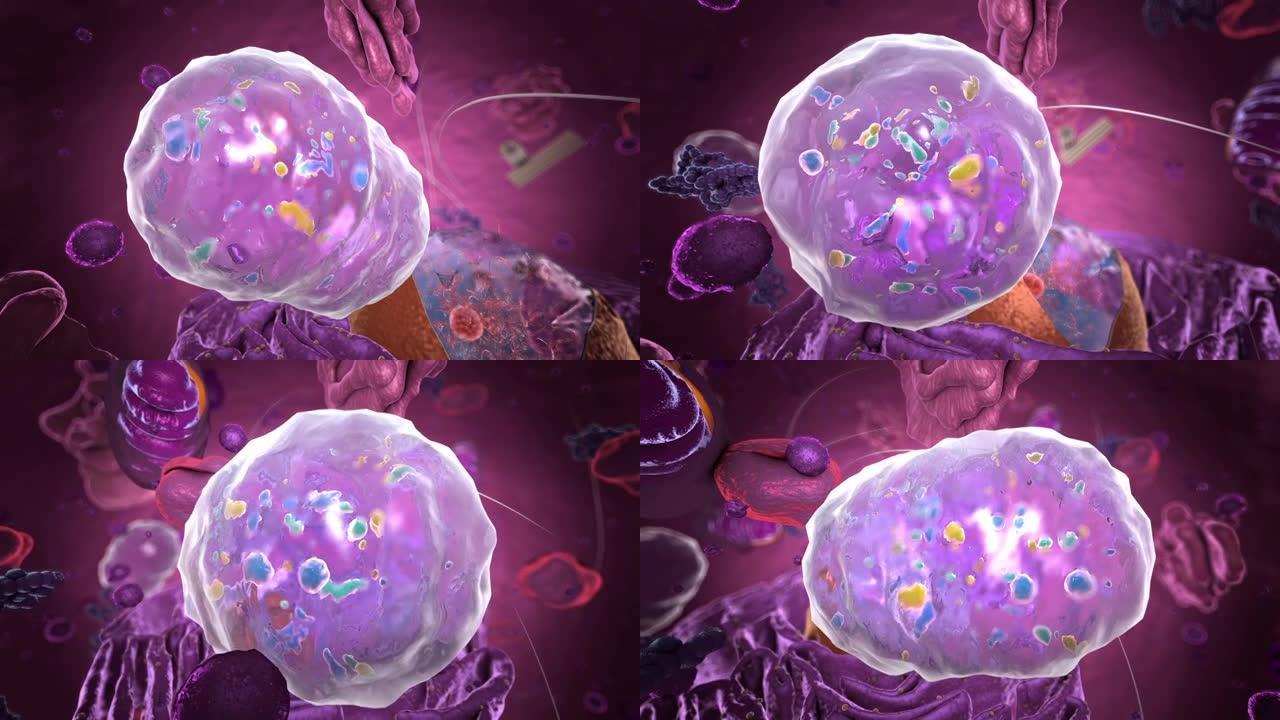 真核生物内部的细胞器，专注于液泡-3d插图