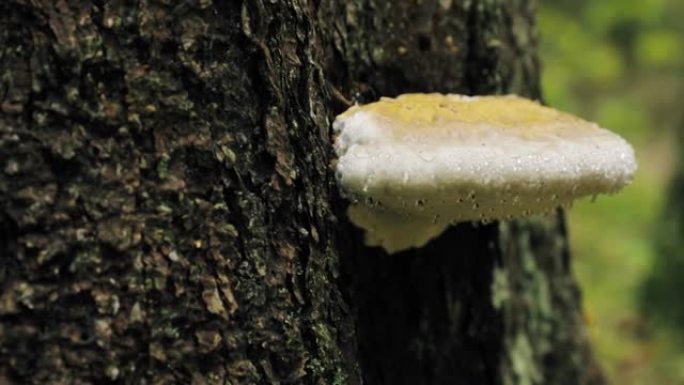 白俄罗斯别列津斯基生物圈保护区。秋季雨天树干上的多孔菌。多孔菌也称为托槽菌，其木质子实体称为Conk