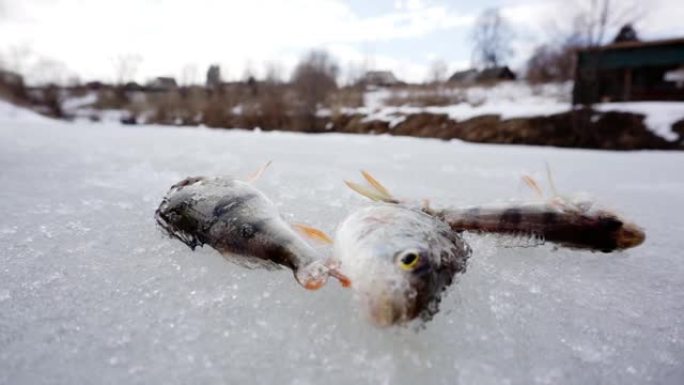 冰上新钓到的鱼