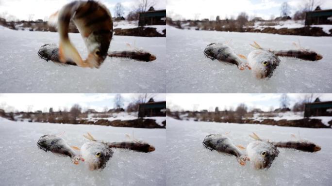 冰上新钓到的鱼