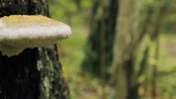 白俄罗斯别列津斯基生物圈保护区。秋季雨天树干上的多孔菌。多孔菌也称为托槽菌，其木质子实体称为Conk