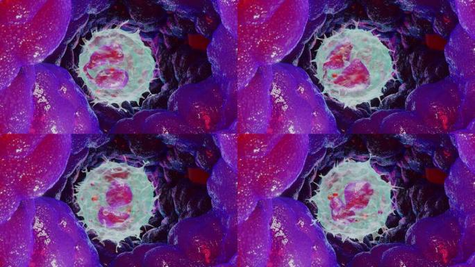 动画嗜酸性粒细胞型白细胞，白细胞，3d渲染