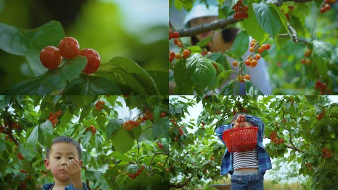 春天樱桃种植园采摘樱桃亲子踏青视频素材