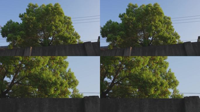 午后墙外一棵树