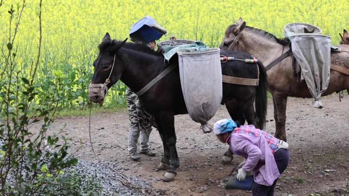 骡子毛驴运输沙石建材原始物资运输方式