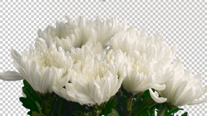 白菊花抠图(透明通道）