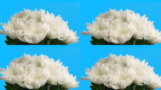 白菊花抠图(透明通道）