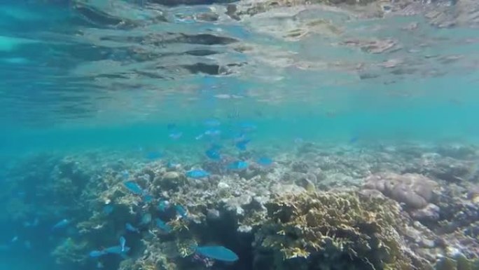 红海中色彩鲜艳的鱼类和活体珊瑚礁的水下生活