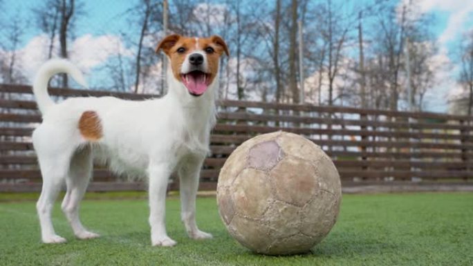 草地上有足球球的狗
