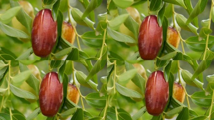 树上的枣果，ziziphus热带水果特写